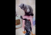 Отстань, ну чё привязался