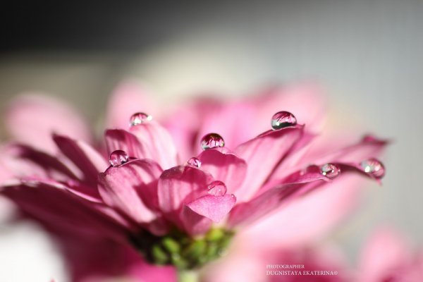 Img (52)