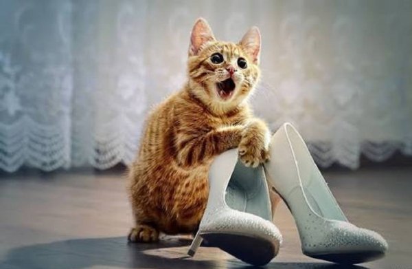 Кот и туфли