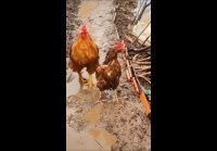 Петух джентльмен помог своей курочке