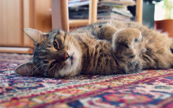 Кошка