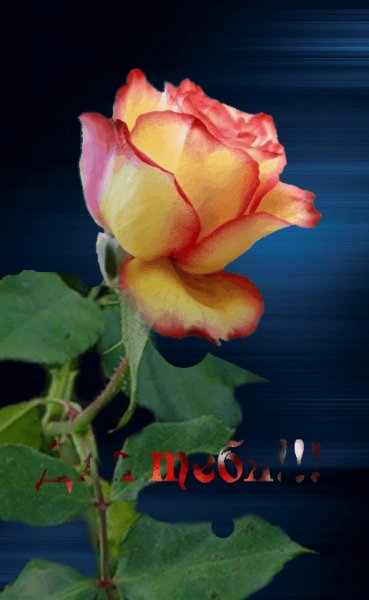 Для тебяZK roze