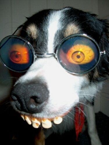 Crazy dog