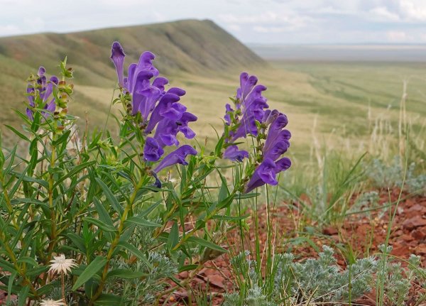 Шлемник байкальский (Scutellaria baicalensis)