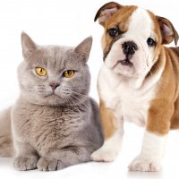 dogs-and-cats-png