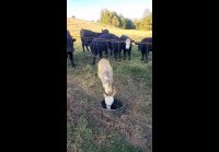 video_97044566
