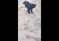 video_104212134