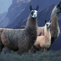 Llamapairperu gettyimages-10192716 3840x2160