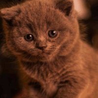 file_73976714