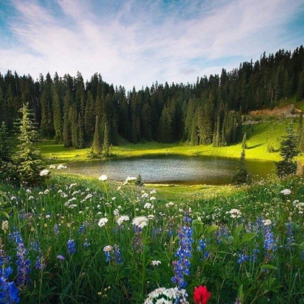 Лес. Озеро.