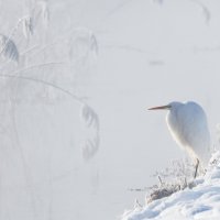 BavariaEgret ROW2876151337 UHD