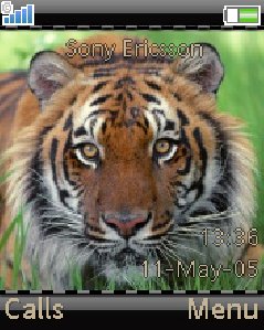Bengal Tiger
