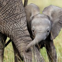 BabyElephant ROW4423597871 UHD