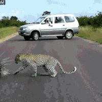 gifs 21