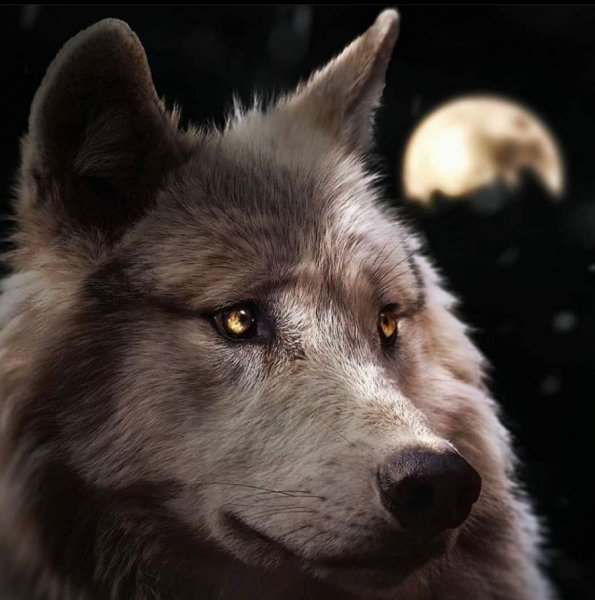 wolf