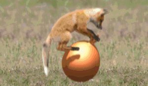 animaciya 426