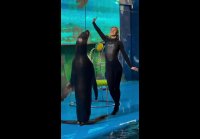 Никогда не думал, что буду завидовать моржу