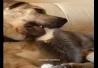Xsimka.ru Кот и собака лучшие друзья