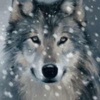 Volk