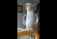 video_106688382