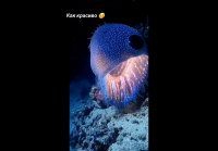 Подводный Мир (Очень Красиво!!!)