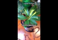 Videoplayback (25)