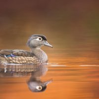 WoodDuckHen ROW9793950559 UHD