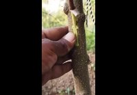Revolutionary Skin Grafting Technique Revealed! (1)