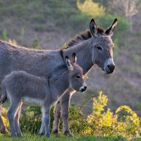 SardinianDonkey ROW1501196122 UHD