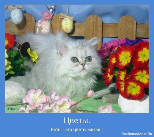 КОТЫ