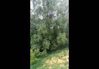 video_105764966