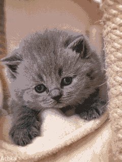 Милый котенок