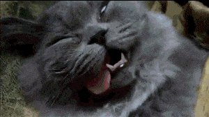 котэ