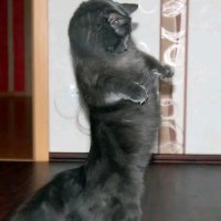 file_103603325