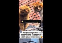 video_109857867