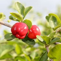 Ацерола (Malpighia glabra)