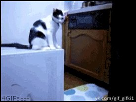 Кот-тролль