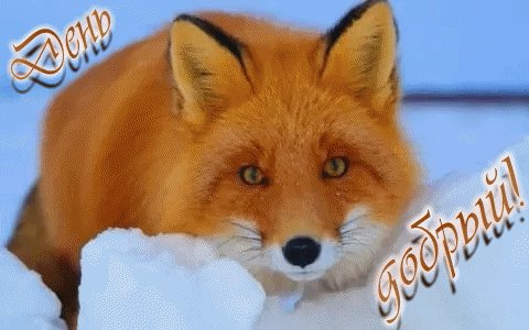 Лиса ДД