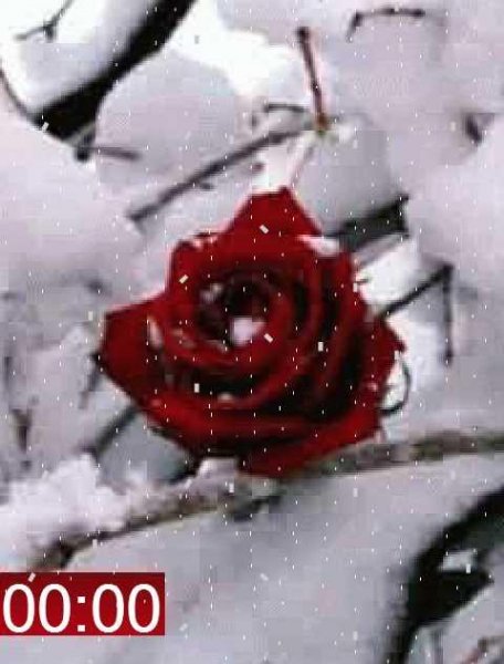 х2 розы
