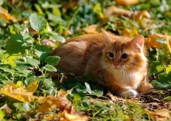 Кот и осенние листья (10)