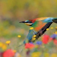 SpainBeeEater ROW2830964378 UHD