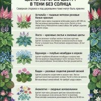 Тенелюбивые цветы