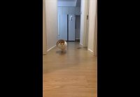 video_109866837