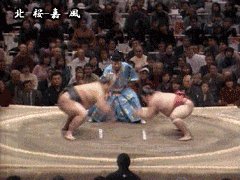 sumo