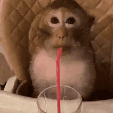 Monkey