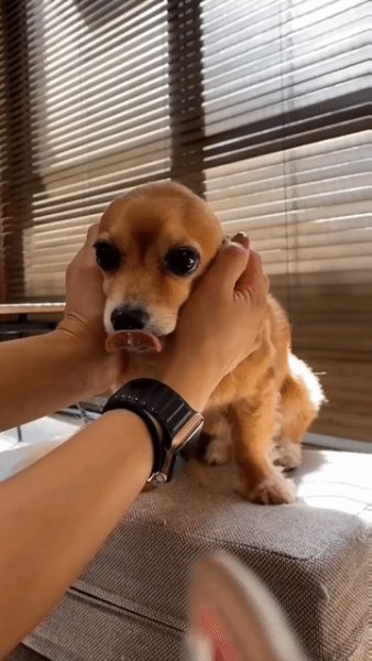 Какие ушки