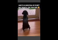 Собаки
