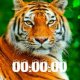 Тигр