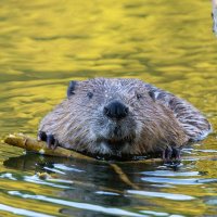 BeaverPortrait ROW1082400008 UHD