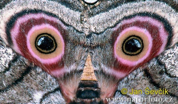 7.eyes-of-the-sphinx-moth--lisaj